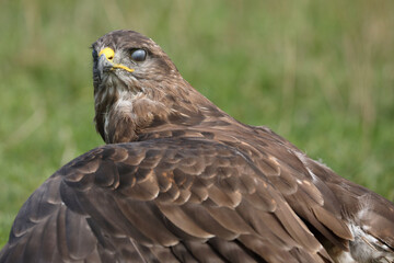 A portrait of a Common Buzzard with its translucent eyelid covering its eye
 