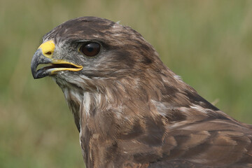 A portrait of a Common Buzzard in a meadow
