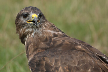 A portrait of a Common Buzzard in a meadow
