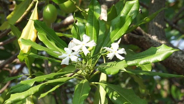 Cerbera odollam (also called pong pong tree, Cerbera manghas, sea mango, bintaro) on the tree. The leaves and the fruits containt poison. People used the sap of the tree as a poison for animal hunting
