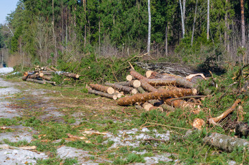 Deforestation. Timber harvesting. Forest destruction