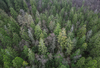 Aerial photo of pine forest