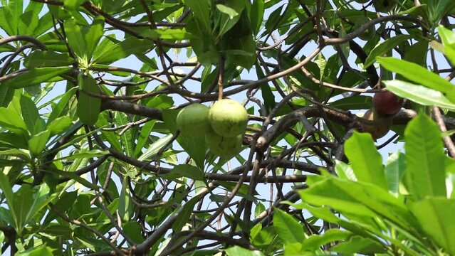 Cerbera odollam (also called pong pong tree, Cerbera manghas, sea mango, bintaro) on the tree. The leaves and the fruits containt poison. People used the sap of the tree as a poison for animal hunting