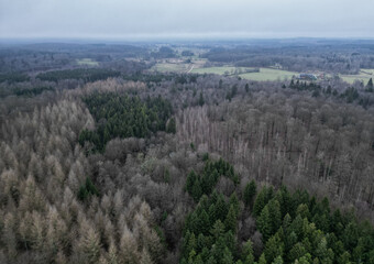Aerial photo of pine forest