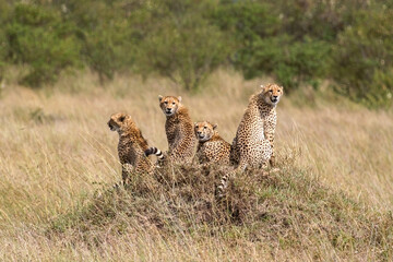 Cheetahs in the savannah of africa