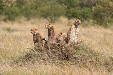 Fototapety na wymiar - Fototapeta24.pl