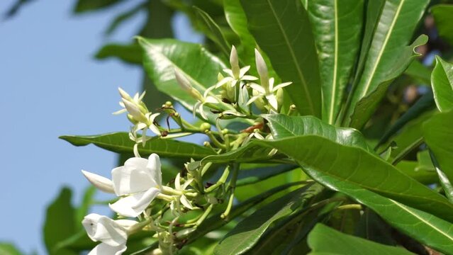 Cerbera odollam (also called pong pong tree, Cerbera manghas, sea mango, bintaro) on the tree. The leaves and the fruits containt poison. People used the sap of the tree as a poison for animal hunting