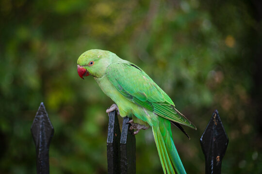 Pappagallo verde di londra , Psittacula krameri
