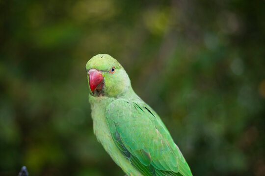 Pappagallo verde di londra , Psittacula krameri