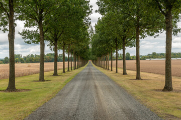 Fototapeta na wymiar Long alley of green trees between the field. Perfect synchrony of trees, symbol of idealism. Entry to luxury royal residence.