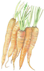 Realistic Vegetables & Vegan Food Illustrations