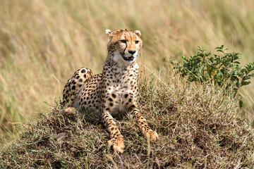 Cheetahs in the savannah of africa
