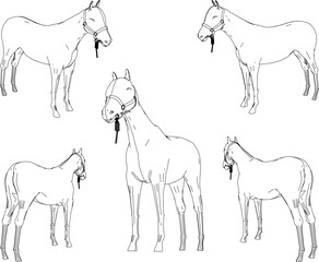 sketch vector illustration of tame horse on nature farm