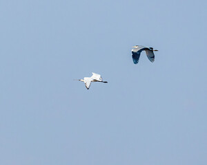 In flight grey heron and spoon billed