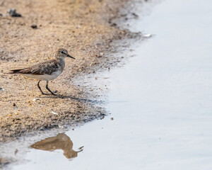 A Temminck Stint near a pond