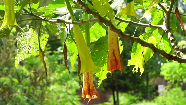 Brugmansia arborea (Brugmansia suaveolens)in nature. Brugmansia arborea is an evergreen shrub or small tree reaching up to 7 metres (23 ft) in height. This plant usually pollinated by moths.