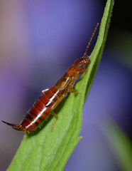 the common earwig or European earwig, Forficula auricularia, sitting on a green leaf