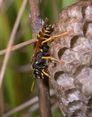 paper wasp Polistes dominula guarding its nest
