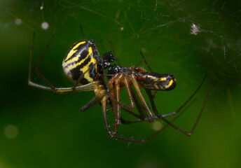 Male and female filmy dome spiders, Neriene radiata, mating on a web