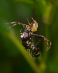 crab spider Synema globosum, eating the fly