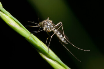 mosquito Ochlerotatus sitting on a green grass stem