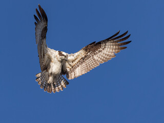An Osprey prepares to catch a fish.