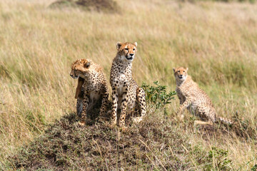 Cheetahs in the savannah of africa