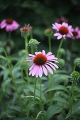 Fototapeta premium Vertical shot of purple Echinacea blossoms and leaves