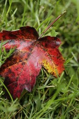 Vertical closeup of a red autumn leaf fallen on the grass