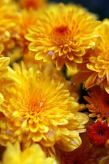 Vertical shot of pretty yellow Chrysanthemum or Mums blossoms