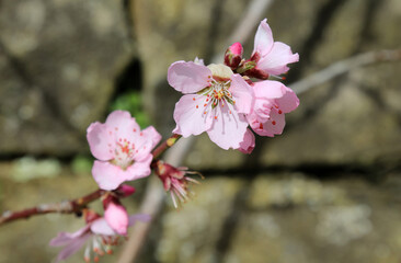 Naklejka na ściany i meble Closeup of Peach blossom in early Spring sunshine, Derbyshire England 