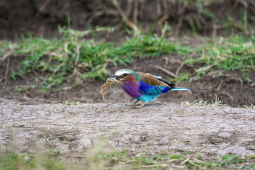 A Lilac breasted roller is catching a frog