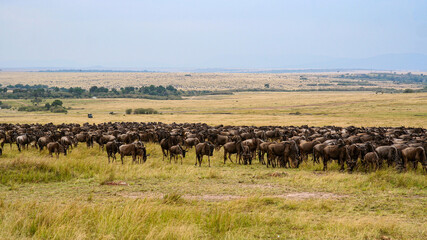 Fototapeta na wymiar The big migration of the Wildebeests in Africa