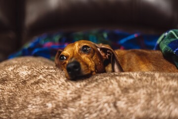 Cute Dachshund dog lying on soft fur surface at home with blue background - obrazy, fototapety, plakaty