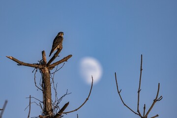 Merlin bird standing on leafless tree branches against blue sky