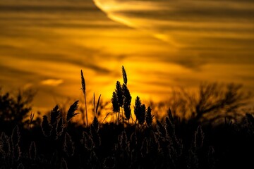 Silhouette field of plants with golden sunset sky on the horizon