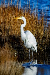 Vertical closeup of an Eastern great egret, ardea alba modesta standing by the grass at lakeshore