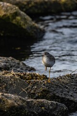 Vertical closeup of a lesser yellowlegs bird, Tringa flavipes standing on one leg at a river bank