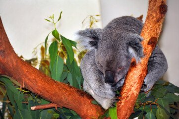 Adorable Koala