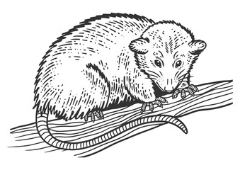 Opossum sketch PNG illustration with transparent background