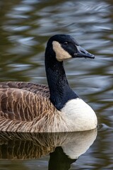 Obraz premium Vertical shot of a goose swimming on the water