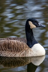 Vertical shot of a goose swimming on the water