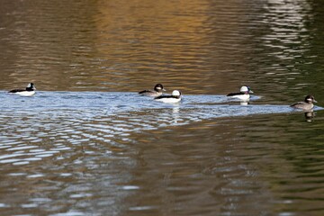 Ducks swimming on the lake water