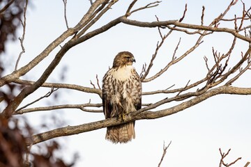 Closeup of a red-tailed hawk perched on the tree branch on the background of the sky