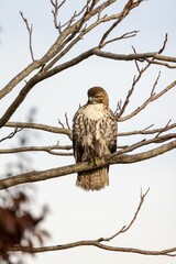 Vertical closeup of a red-tailed hawk perched on the tree branch on the background of the sky