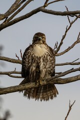 Vertical closeup of a red-tailed hawk perched on the tree branch on the background of the sky