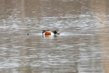 Close-up shot of mallard ducks in a water