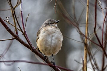 Closeup shot of a northern mockingbird on the branch of a tree
