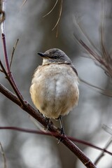 Vertical shot of a northern mockingbird on the branch of a tree