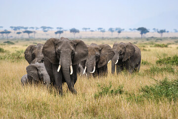 A herd of elephants in the Savannah of the Masai Mara